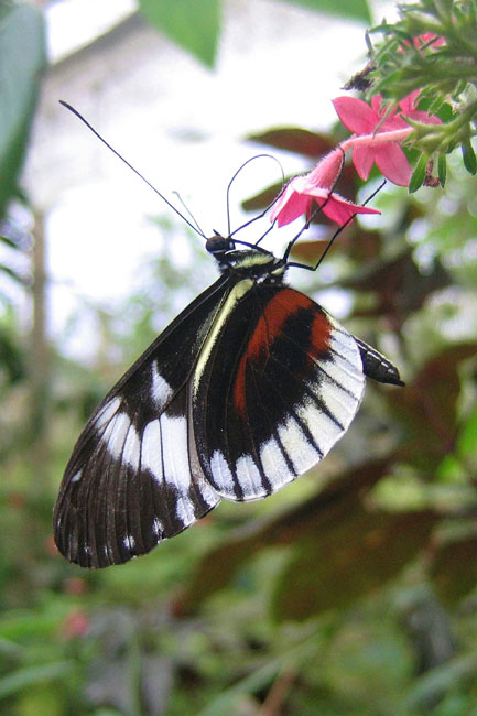 20070724h_MindoButterfly