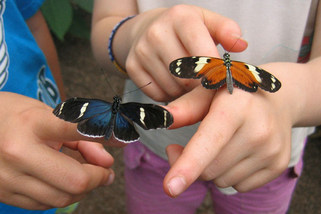 20070724i_SHeather_Butterflies