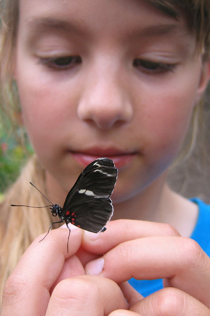 20070724j_S_Butterfly