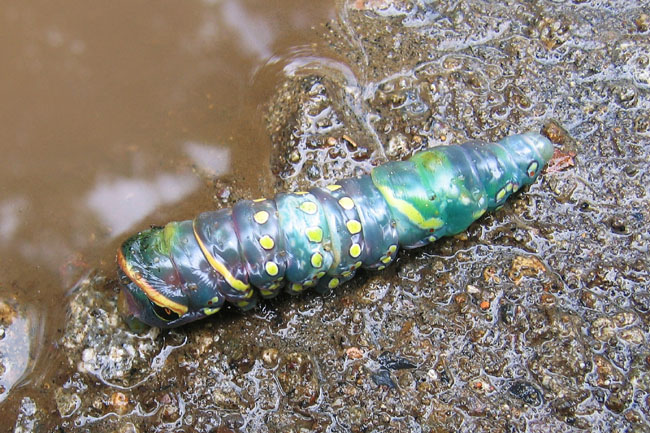 20070725b_MindoCaterpillar1