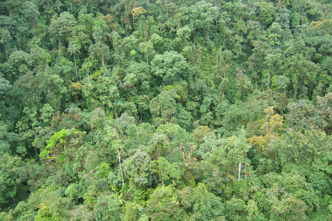 20070725f_MindoCloudForest