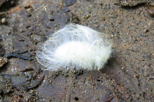 20070725k_MindoCaterpillar2