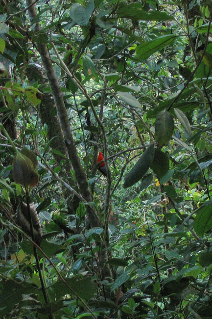 20070726a_CockOfTheRock_Lek