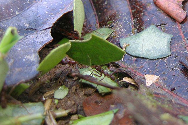 20070727c_MindoLeafCutterAnts