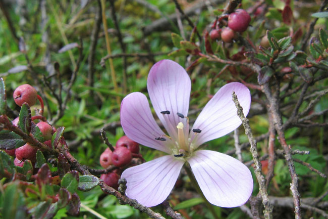 20070729h_ParamoFlower