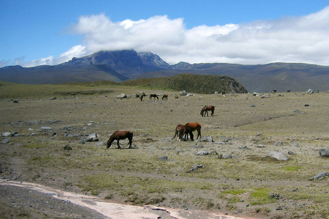 20070729l_CotopaxiWildHorses
