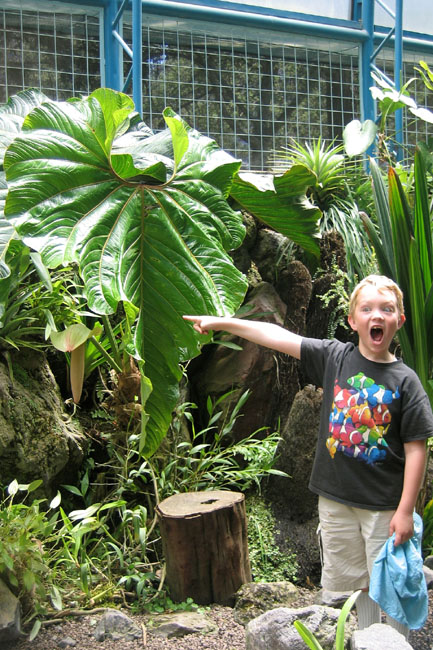 20070730c_M_GiantLeaf