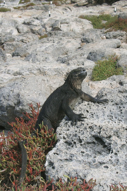 20070731d_SouthPlaza_MarineIguana