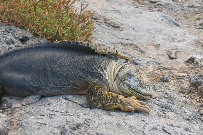 20070731h_SouthPlaza_LandIguanaSleeping