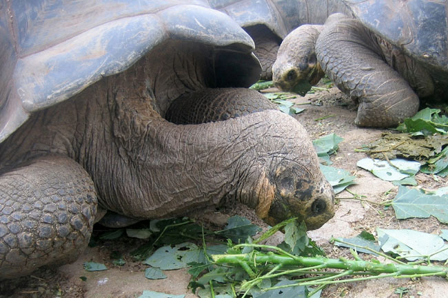 20070801b_SantaCruz_TortoisesEating