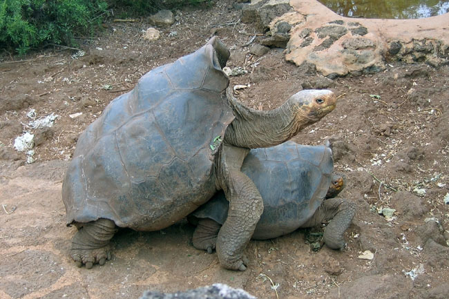 20070801c_SantaCruz_TortoisesAhem