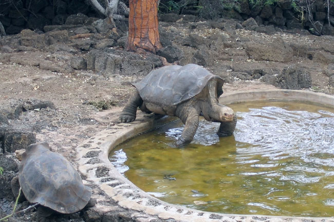 20070801d_SantaCruz_SolitarioJorge