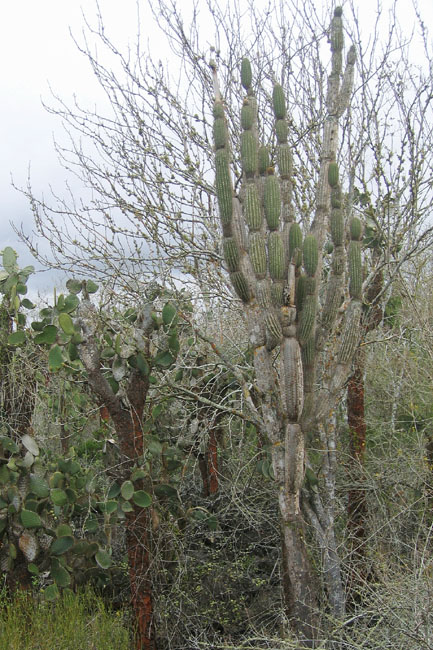 20070801e_SantaCruz_CandelabraCactus