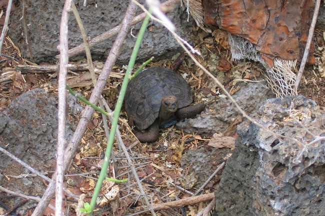 20070801f_SantaCruz_BabyTortoise