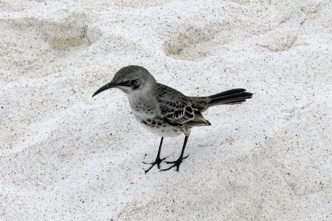 20070802e_EspanolaGardnerBay_HoodMockingbird