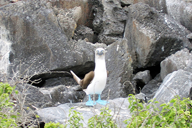 20070802o_EspanolaPuntaSuarez_BlueFootedBooby