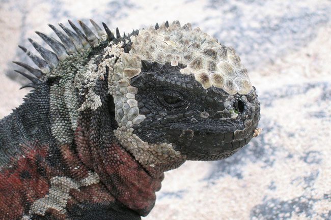 20070802p_EspanolaPuntaSuarez_MarineIguana