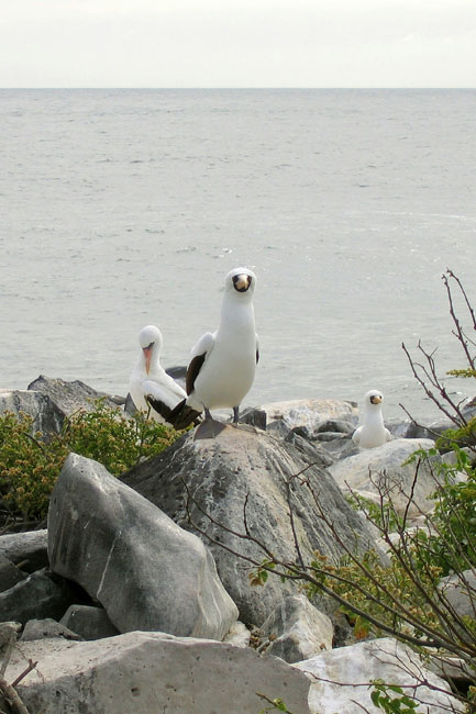 20070802r_EspanolaPuntaSuarez_NazcaBoobies