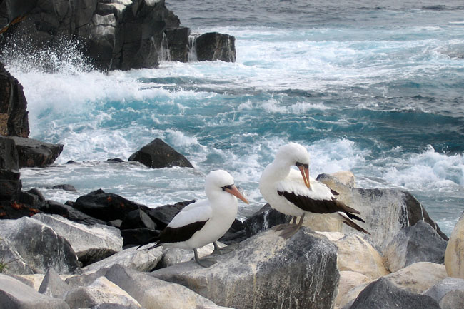 20070802s_EspanolaPuntaSuarez_NazcaBoobyPair