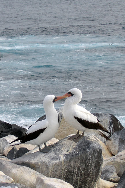 20070802t_EspanolaPuntaSuarez_NazcaBoobyPair