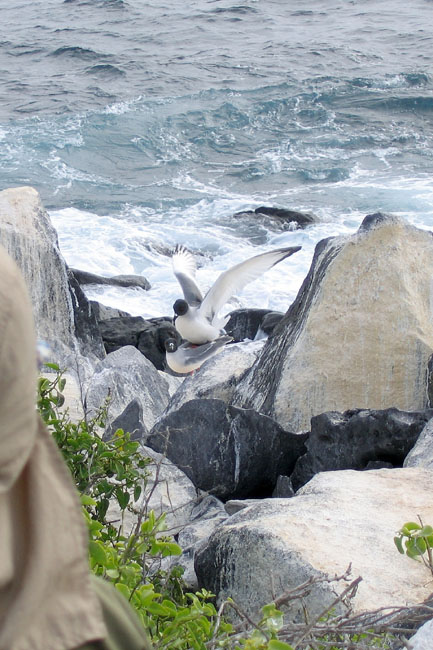 20070802u_EspanolaPuntaSuarez_SwallowtailGullsMating