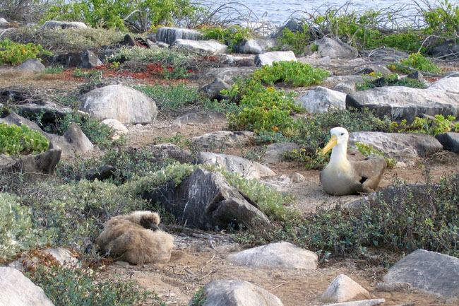 20070802v_EspanolaPuntaSuarez_WavedAlbatrossNests