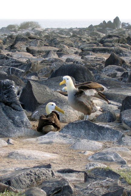 20070802w_EspanolaPuntaSuarez_WavedAlbatrosses