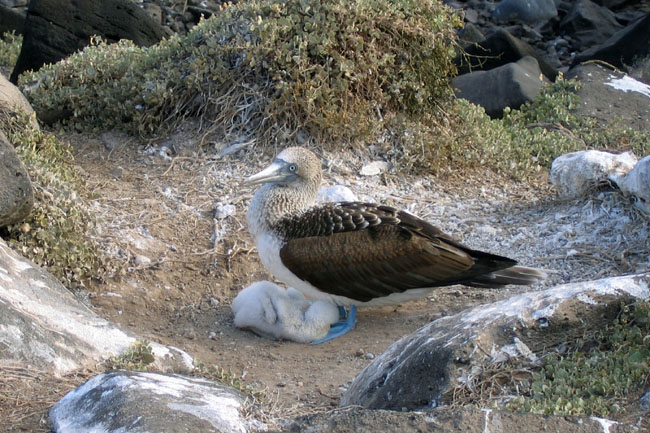 20070802x_EspanolaPuntaSuarez_BlueFootedBoobyChick