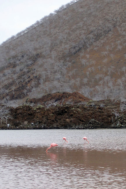 20070803c_FloreanaPuntaCormoran_Flamingos
