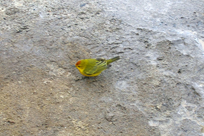 20070803d_FloreanaPuntaCormoran_YellowWarbler