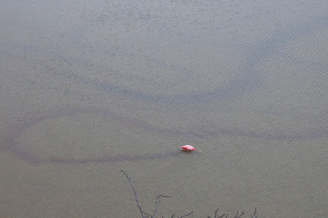 20070803e_FloreanaPuntaCormoran_FlamingoFeedingTracks