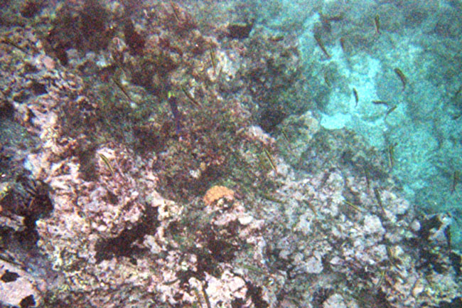 20070803i_U215A_FloreanaDevilsCrown_SeahorseFish