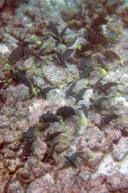 20070803j_U213A_FloreanaDevilsCrown_Surgeonfish