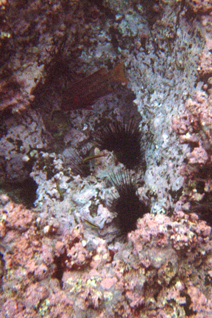 20070803k_U212A_FloreanaDevilsCrown_SeaUrchins