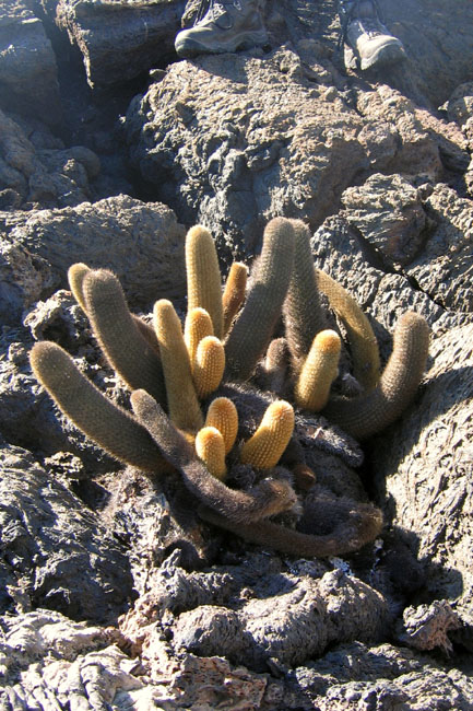 20070804b_IsabelaPuntaMoreno_LavaCactus