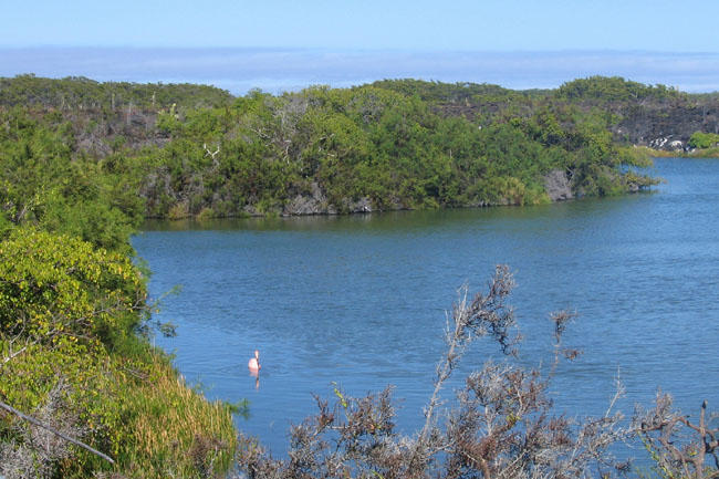 20070804g_IsabelaPuntaMoreno_FlamingoLagoon