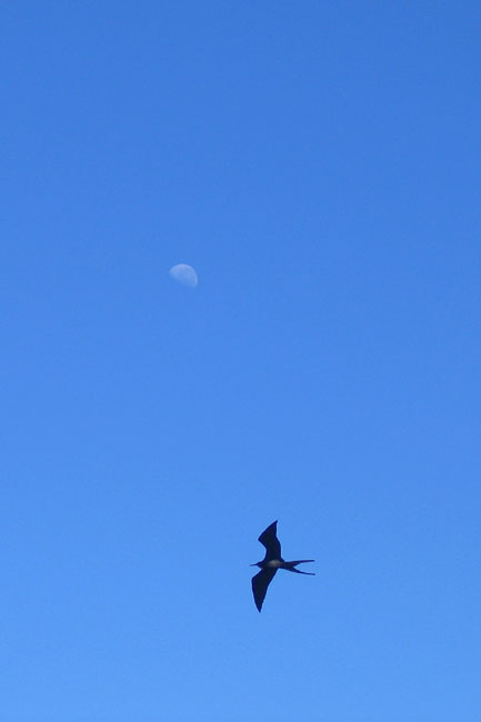20070804h_IsabelaPuntaMoreno_FrigatebirdMoon_1200x1800
