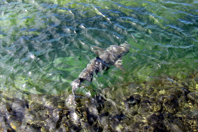 20070804i_IsabelaPuntaMoreno_WhiteTippedShark