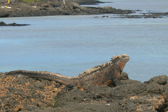 20070804j_IsabelaPuntaMoreno_BigMarineIguana