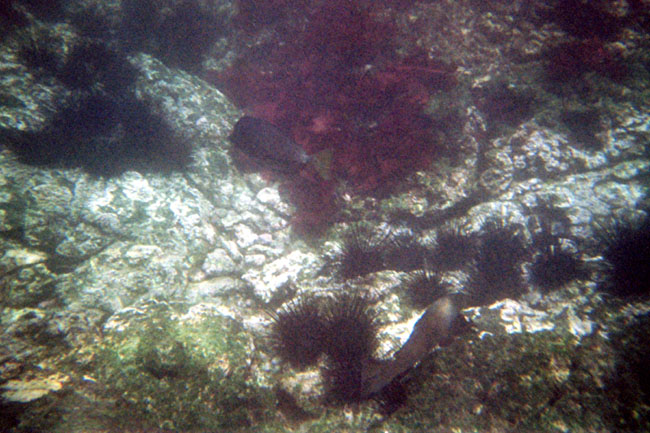 20070804l_U204A_IsabelaPuntaMoreno_SeaLife