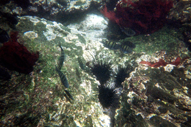 20070804m_U203A_IsabelaPuntaMoreno_SergeantMajors