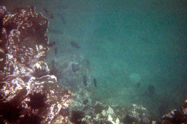 20070804n_U202A_IsabelaPuntaMoreno_SeaLife