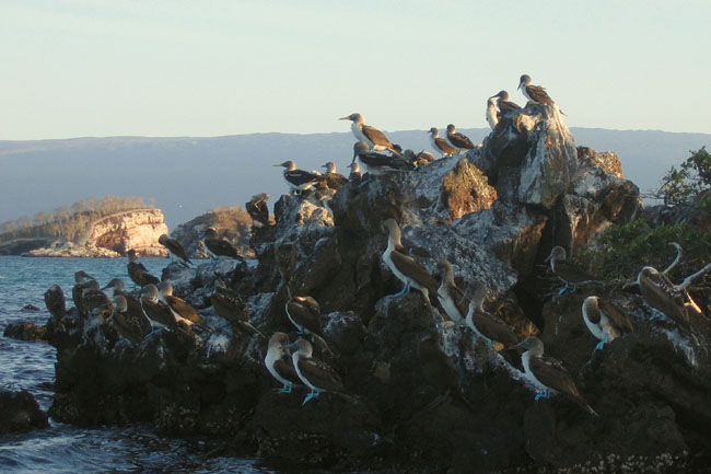 20070804zd_Isabela_BoobiesResting