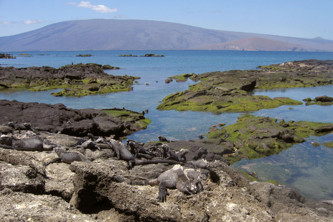 20070805s_FernandinaPuntaEspinosa_MarineIguanas