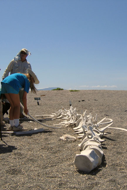 20070805u_S_FernandinaPuntaEspinosa_WhaleBones