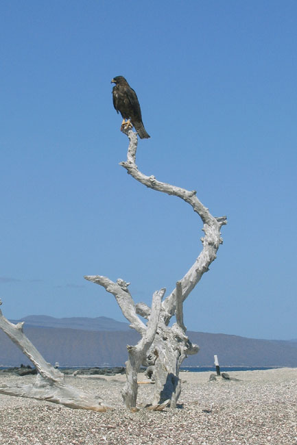 20070805v_FernandinaPuntaEspinosa_GalapagosHawk