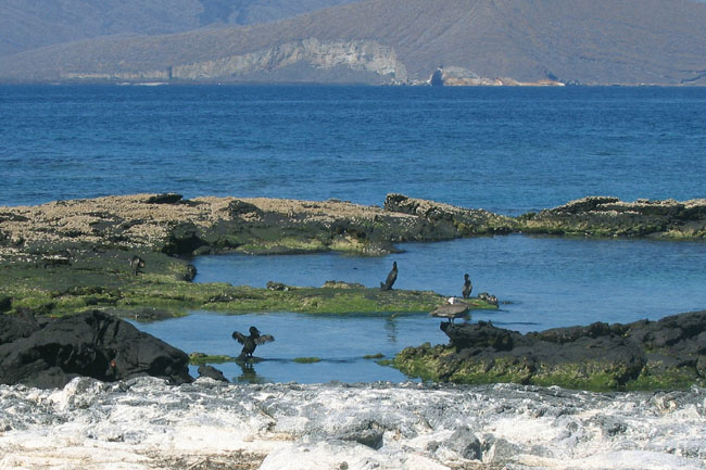 20070805x_FernandinaPuntaEspinosa_FlightlessCormorants