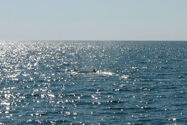 20070805y_IsabelaBolivarChannel_BrydesWhale