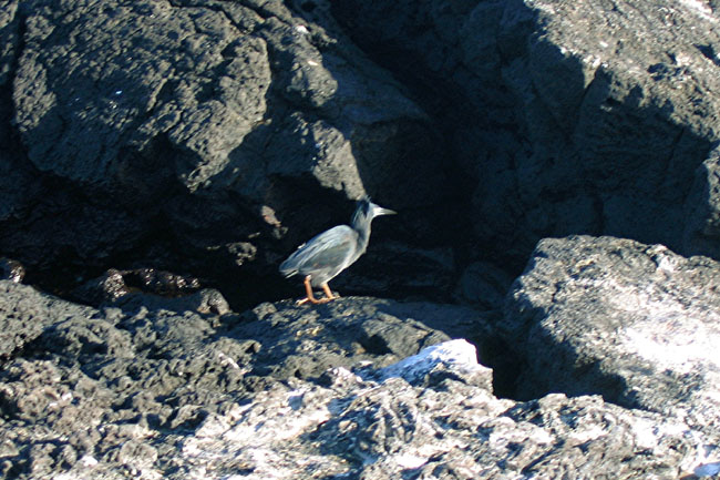 20070806b_JamesPuertoEgas_LavaHeron