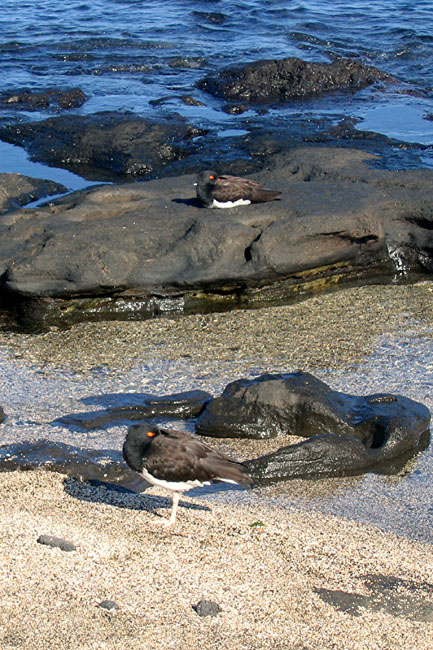 20070806f_JamesPuertoEgas_Oystercatchers